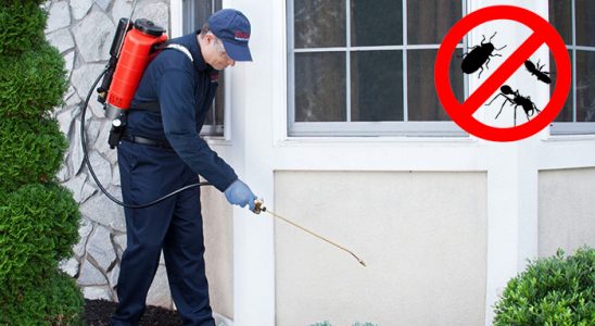 Kurucaşile Kene İlaçlama böcek ilaçlama ve haşere kontrolü — ilaclama-tr.com